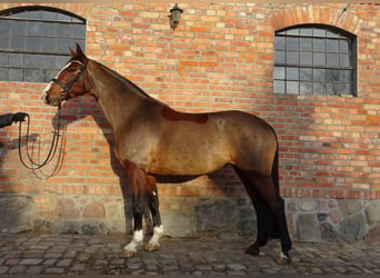 Westfale, Stute, 9 Jahre, 170 cm, Rotbrauner