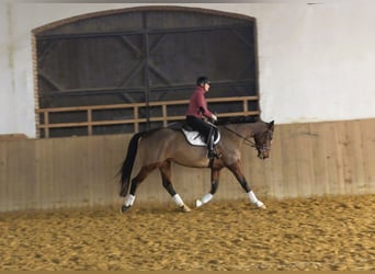 Westfale, Stute, 9 Jahre, 170 cm, Rotbrauner