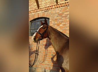 Westfale, Stute, 9 Jahre, 170 cm, Rotbrauner