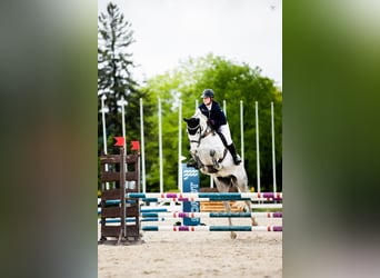 Westfale, Stute, 9 Jahre, 170 cm, Schimmel