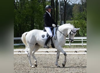 Westfale, Stute, 9 Jahre, 170 cm, Schimmel