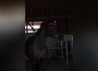 Westfale, Stute, 9 Jahre, 170 cm, Schwarzbrauner