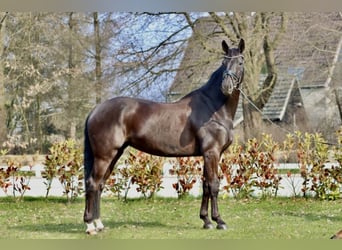 Westfale, Stute, 9 Jahre, 170 cm, Schwarzbrauner