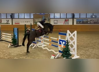 Westfale, Stute, 9 Jahre, 170 cm, Schwarzbrauner