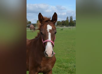 Westfale, Stute, 9 Jahre, 172 cm, Brauner