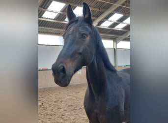 Westfale, Stute, 9 Jahre, 172 cm, Dunkelbrauner