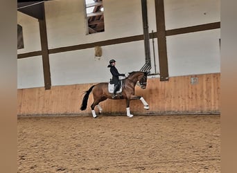 Westfale, Stute, 9 Jahre, 173 cm, Brauner