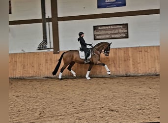 Westfale, Stute, 9 Jahre, 173 cm, Brauner