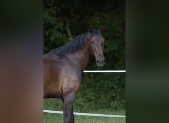 Westfale, Stute, 9 Jahre, 175 cm, Brauner