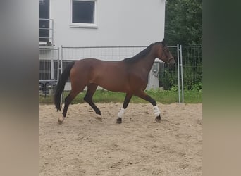 Westfale, Stute, 9 Jahre, 175 cm, Brauner