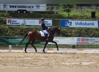 Westfale, Stute, 9 Jahre, 176 cm, Brauner