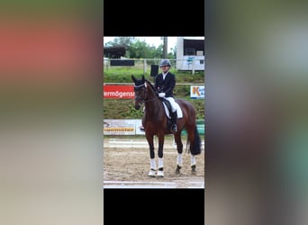 Westfale, Stute, 9 Jahre, 176 cm, Brauner