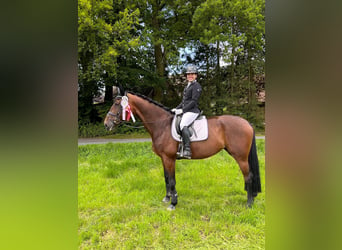 Westfale, Stute, 9 Jahre, 176 cm, Brauner