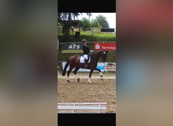 Westfale, Stute, 9 Jahre, 176 cm, Brauner