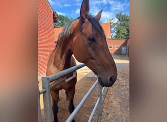Westfale, Stute, 9 Jahre, 178 cm, Brauner