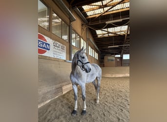 Westfale, Stute, 9 Jahre, 178 cm, Schimmel