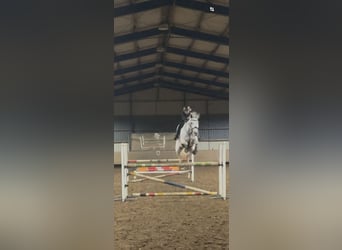 Westfale, Stute, 9 Jahre, 178 cm, Schimmel