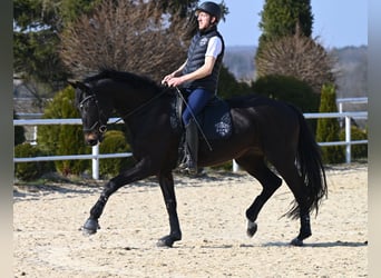 Westfale, Stute, 9 Jahre, 180 cm, Rappe