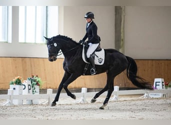 Westfale, Stute, 9 Jahre, 180 cm, Rappe