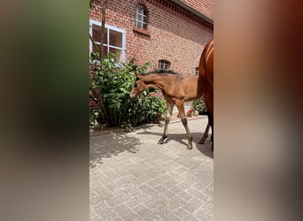 Westfale, Stute, , 165 cm, Brauner