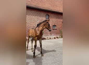 Westfale, Stute, , 165 cm, Brauner