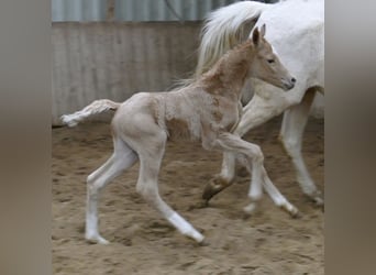 Westfale, Stute, Fohlen (02/2023), 167 cm, Palomino
