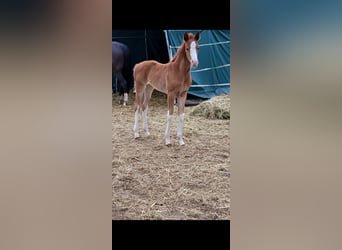 Westfale, Stute, , 168 cm, Fuchs