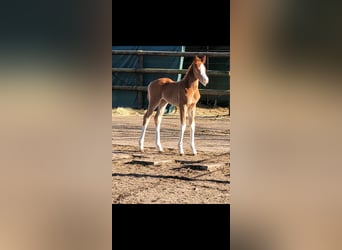 Westfale, Stute, , 168 cm, Fuchs