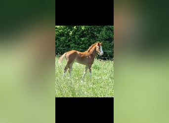 Westfale, Stute, , 168 cm, Fuchs