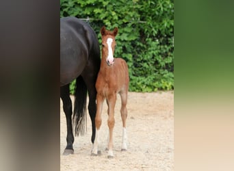 Westfale, Stute, , 168 cm, Fuchs