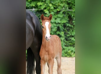 Westfale, Stute, , 168 cm, Fuchs