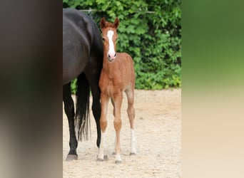 Westfale, Stute, , 168 cm, Fuchs