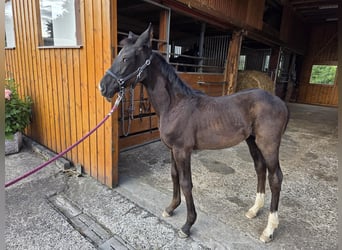 Westfale, Stute, Fohlen (04/2025), 168 cm, Rappe