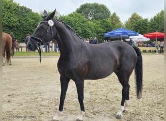 Westfale, Stute, Fohlen (04/2025), 168 cm, Rappe