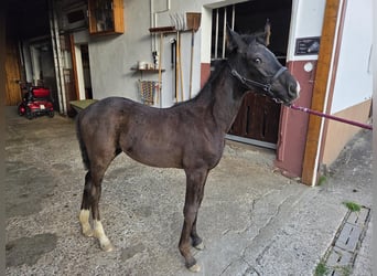 Westfale, Stute, Fohlen (04/2025), 168 cm, Rappe