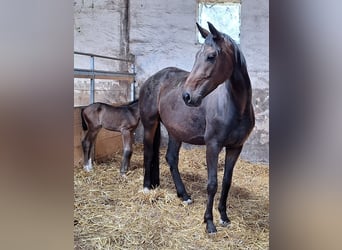 Westfale, Stute, , 170 cm, Dunkelbrauner