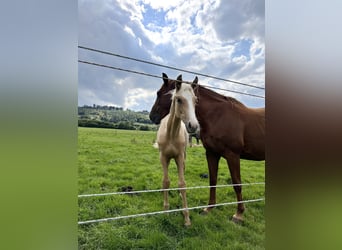 Westfale, Stute, Fohlen (03/2023), 170 cm, Palomino