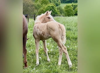 Westfale, Stute, Fohlen (03/2023), 170 cm, Palomino