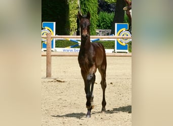 Westfale, Stute, Fohlen (05/2025), 170 cm, Schwarzbrauner