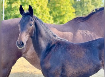 Westfale, Stute, Fohlen (05/2025), 170 cm, Schwarzbrauner