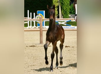 Westfale, Stute, Fohlen (05/2025), 170 cm, Schwarzbrauner
