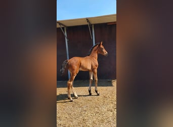 Westfale, Stute, , 174 cm, Brauner