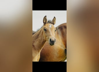 Westfale, Stute, , 174 cm, Brauner