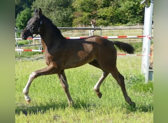 Westfale, Stute, Fohlen (03/2025), 174 cm, Rappe