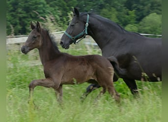 Westfale, Stute, Fohlen (03/2025), 174 cm, Rappe