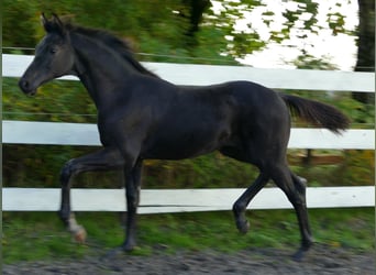 Westfale, Stute, Fohlen (03/2025), 174 cm, Rappe