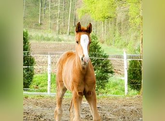 Westfale, Stute, , 175 cm, Dunkelfuchs