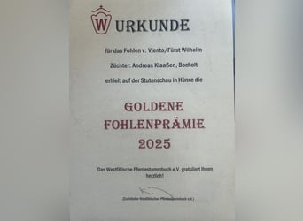 Westfale, Stute, Fohlen (04/2025), Brauner
