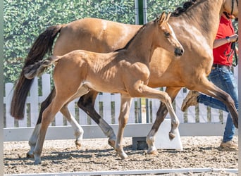 Westfale, Stute, , Buckskin
