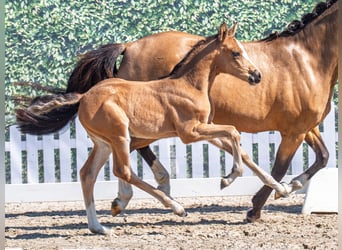 Westfale, Stute, , Buckskin